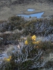 Bush, valley