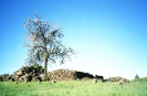 La Palma tree,